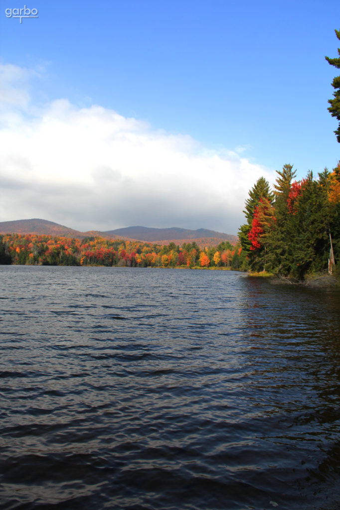 fall trees on the water