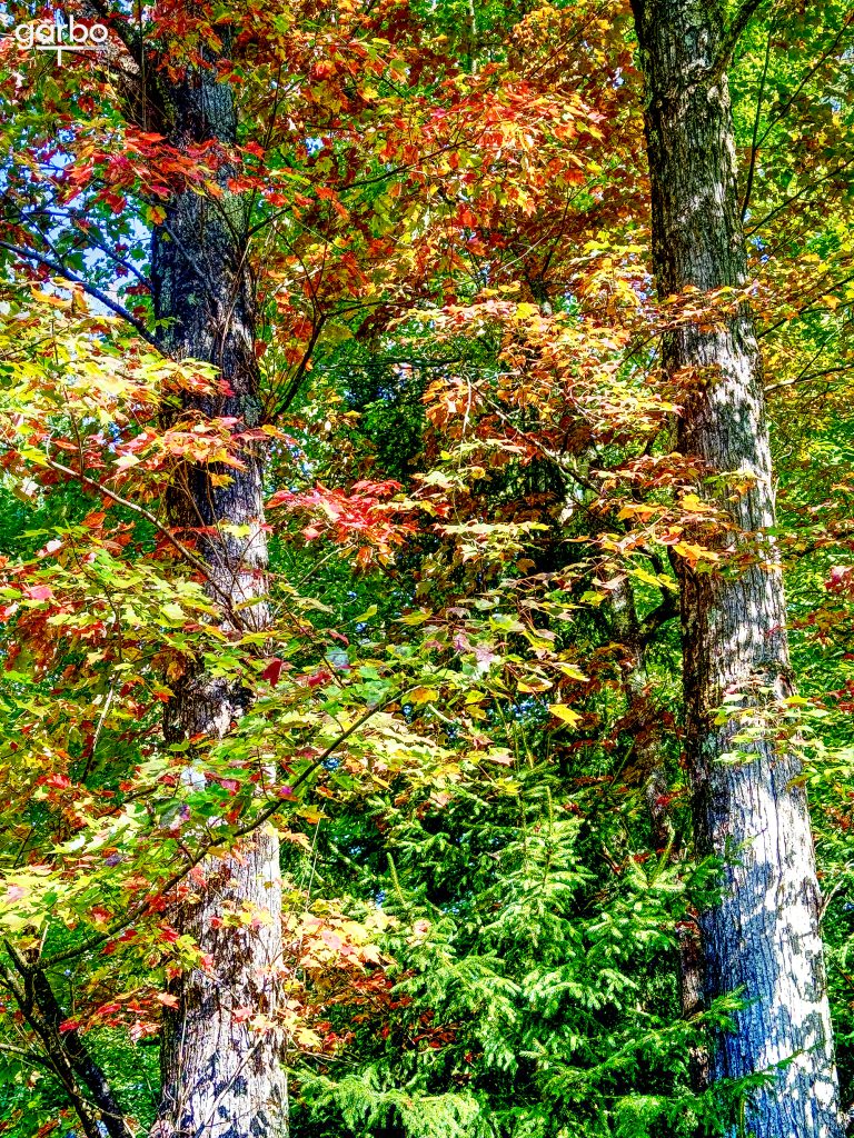 Fall foliage