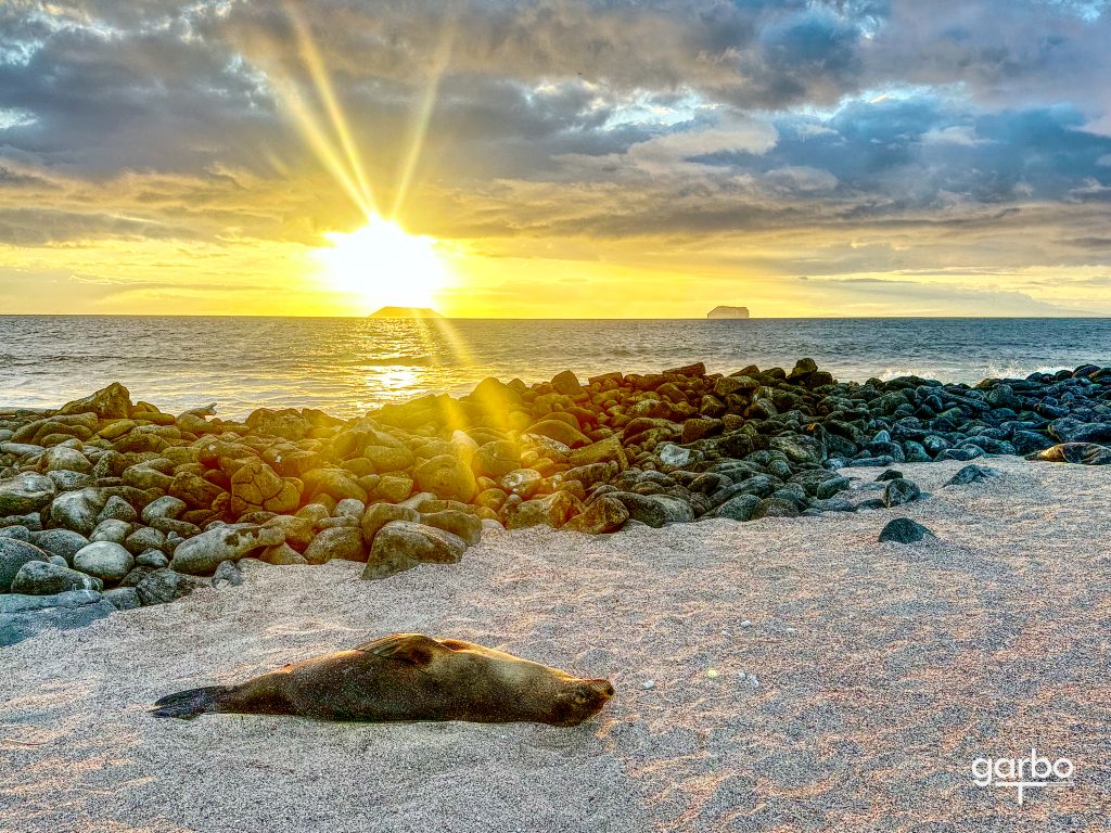 sunset with sea lion