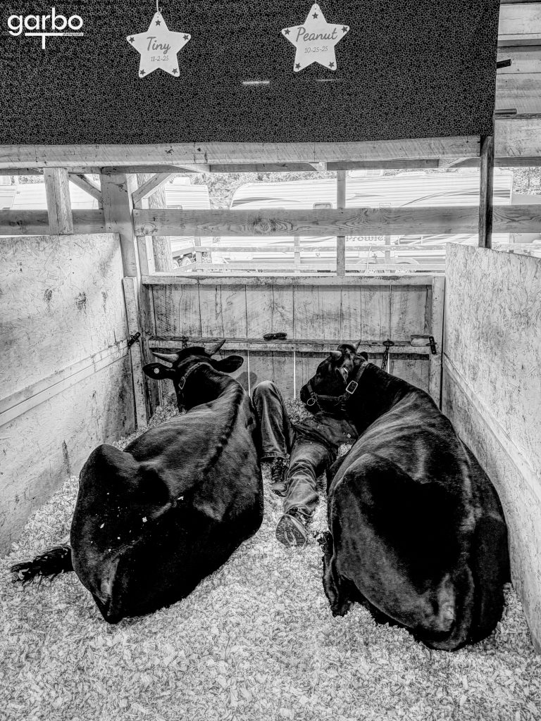 Sleeping cows and child