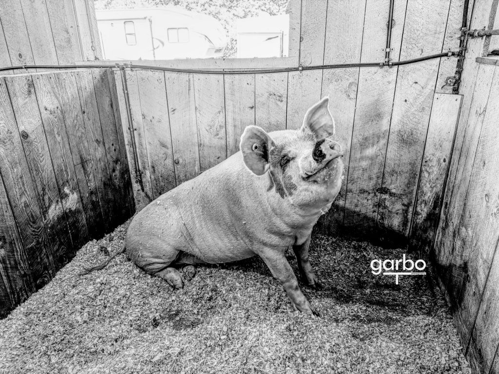 Happy pig