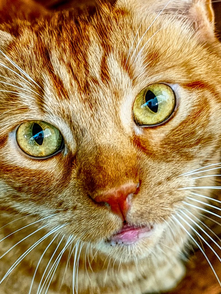 orange cat
