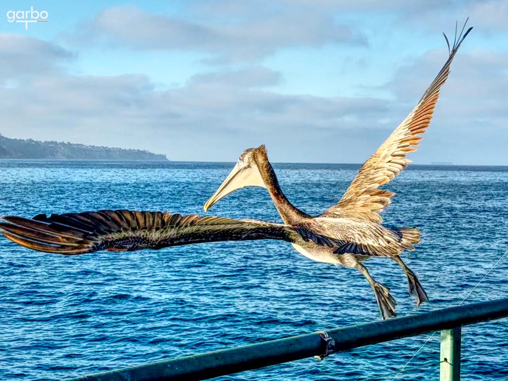 Pelican taking flight