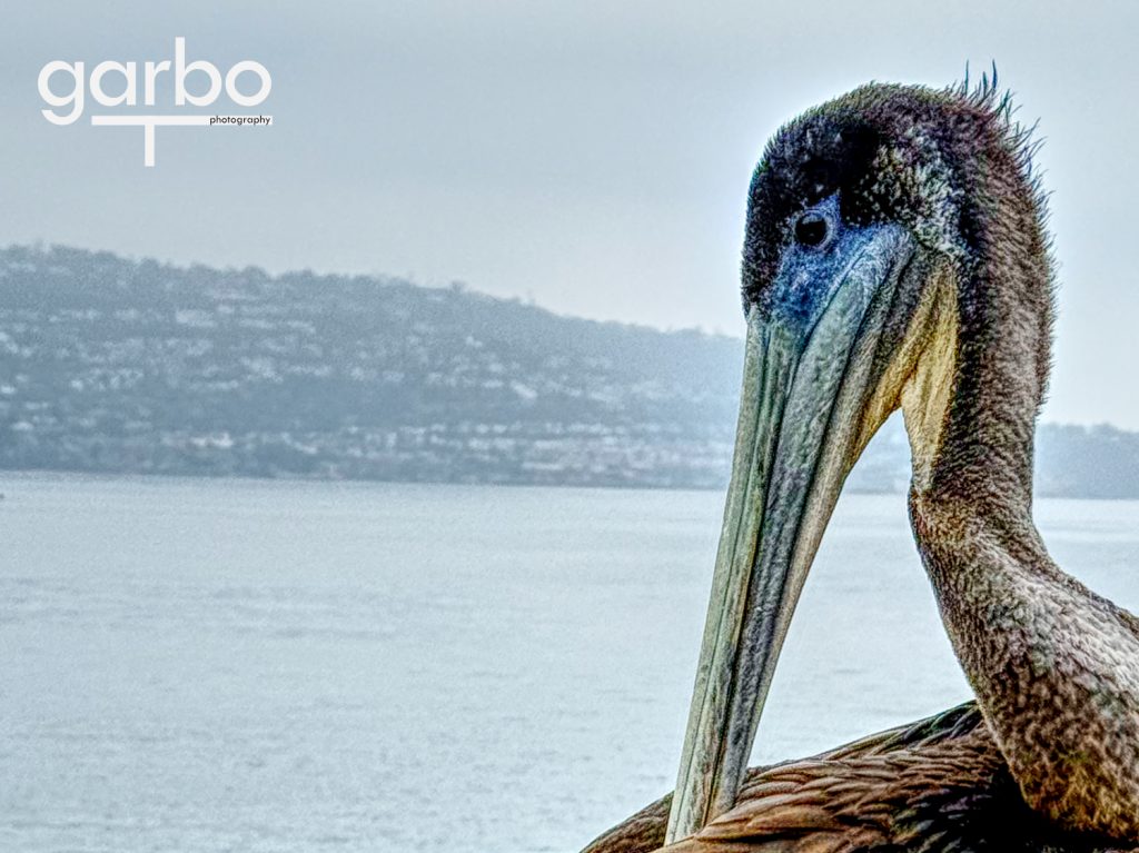 Head shot of pelican