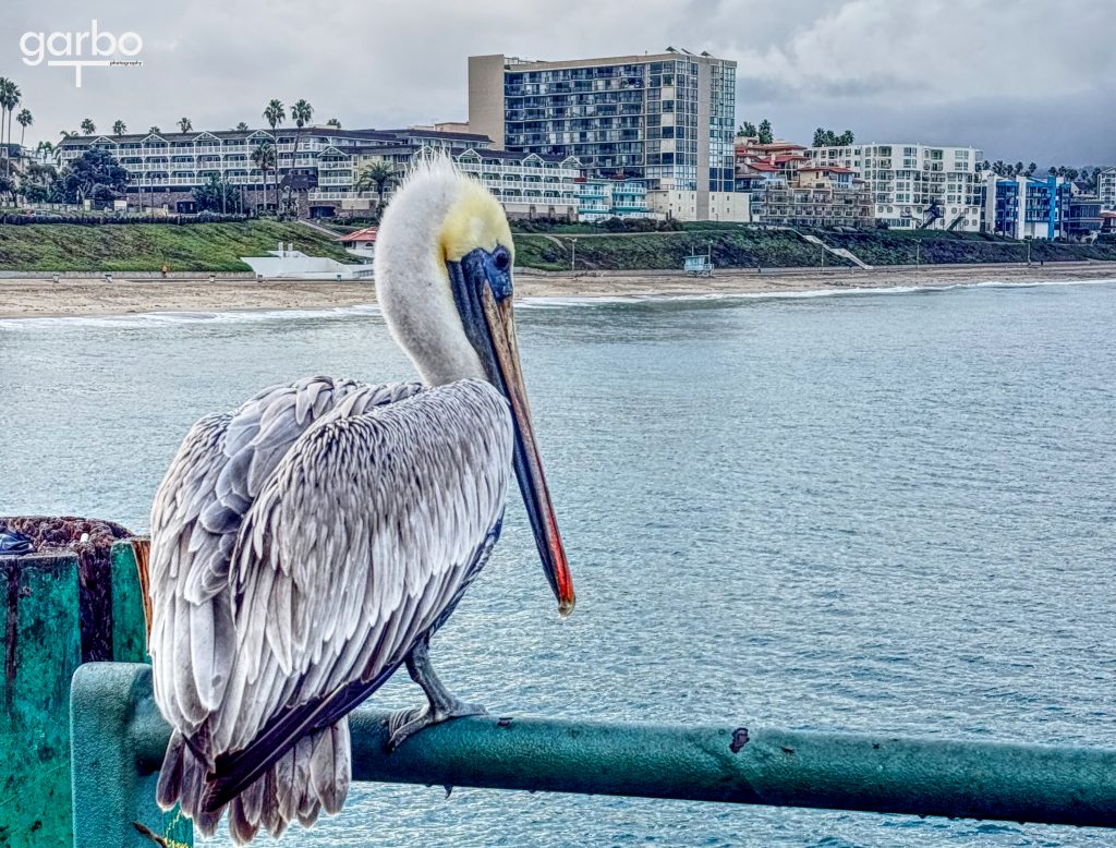 Pelican by the sea